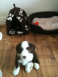 Shep 18.09.2010